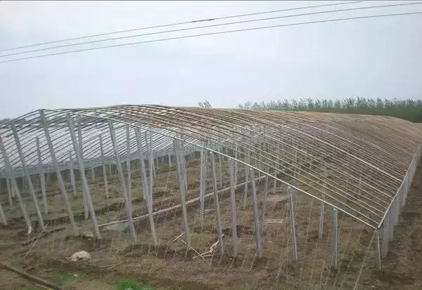 鍍鋅鋼絲,拱棚頂部和兩側(cè)的鋼絲間距