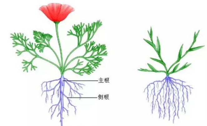 直根系和須根系