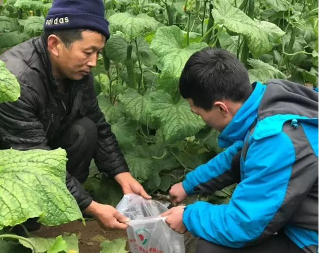 正在大棚黃瓜根部取土