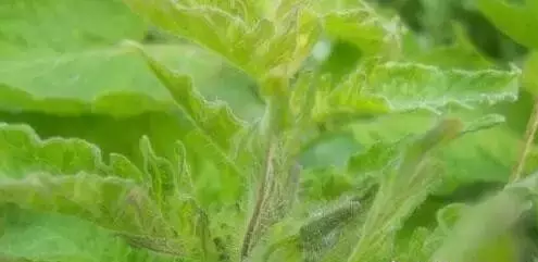 大棚菜葉