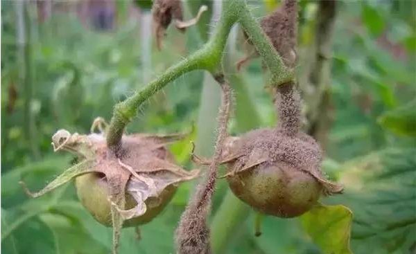 灰霉病是茄子、番茄、黃瓜等蔬菜上最主要的也是最讓人頭疼的病害。它是一種真菌性病害，主要危害蔬菜的花、葉和果實(shí)，高濕低溫時(shí)易發(fā)病，嚴(yán)重時(shí)會(huì)導(dǎo)致作物減產(chǎn)甚至絕收