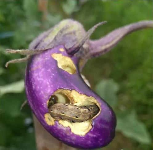 棉鈴蟲是茄果類蔬菜的主要害蟲