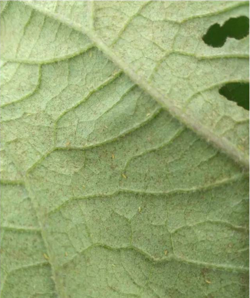 薊馬是一種靠吸取植物汁液為生的昆蟲，幼蟲呈白色、黃色、或橘色，成蟲則呈棕色或黑色。進食時會造成葉子與花朵的損傷