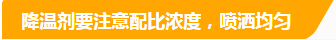降溫劑要注意配比濃度，噴施均勻.png