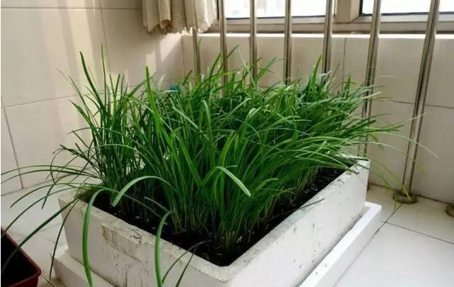 陽臺盆栽蔬菜