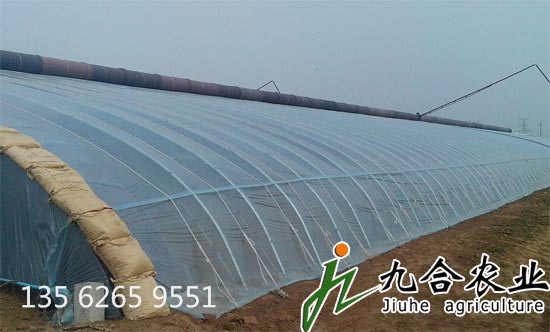 壽光蔬菜大棚