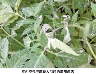 空氣濕度大