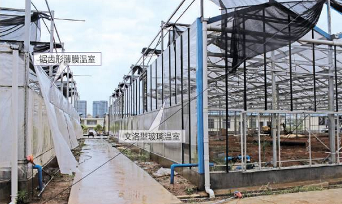 a. 文洛型玻璃溫室與鋸齒形薄膜溫室的破壞對(duì)比
