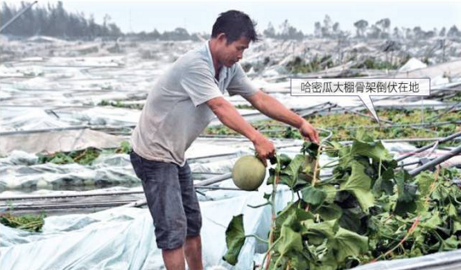 a. 哈密瓜大棚在臺(tái)風(fēng)中“夷為平地”